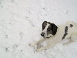 joker in the snow.jpg