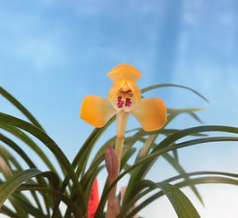 春蘭 韓国春蘭 白光No.1 春蘭 韓国春蘭 白光No.1 日本春蘭|友 春蘭 韓国春蘭 白光No.1 春蘭 韓国春蘭 白光No.1 日本春蘭|友