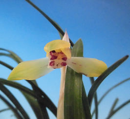 日本春蘭｜友遊蘭ギャラリー｜友遊蘭の世界