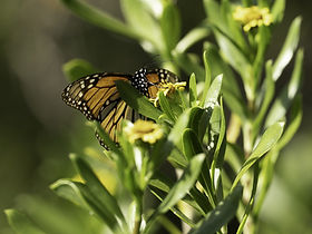 Monarch butterfly at Boca Chita Key, Biscayne National Park