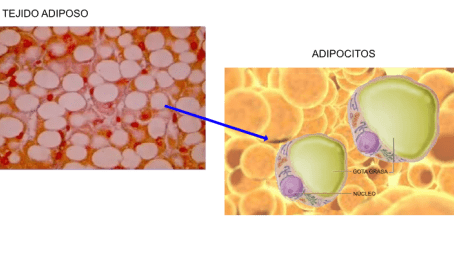 Enfoque Avanzado en Cirugía Regenerativa CHATGPT– Dra. Amy Barreto