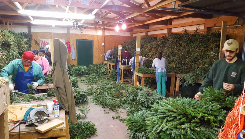 The Christmas tree industry’s impact on the growth of hispanic diversity in Appalachia