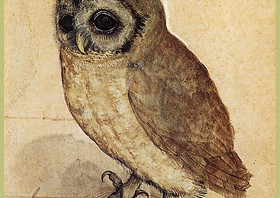 Durer Owl.jpg