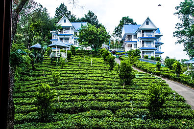 Tea plantation in Western Ghats