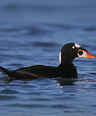 surf scoter_edited.jpg