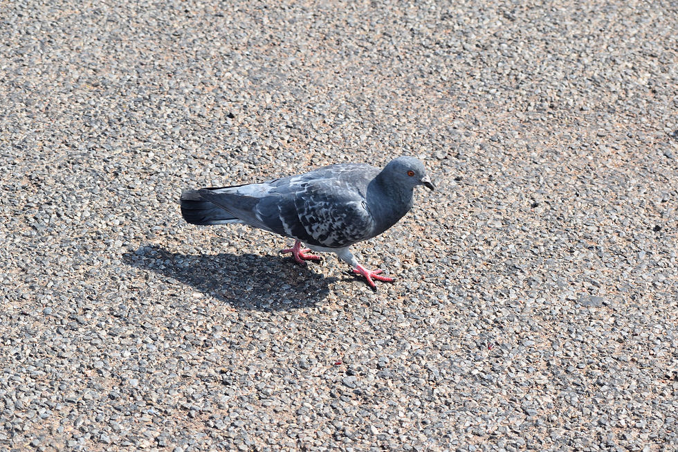 Pigeon out for a walk.JPG