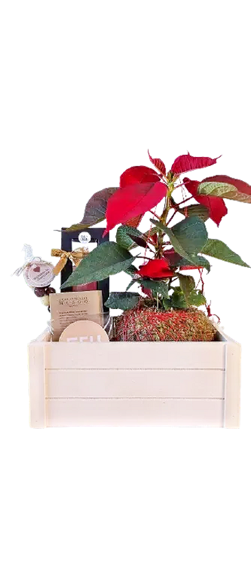 Cabaz de Natal 4 Fios Jardins Suspensos
