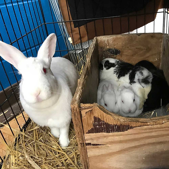 Rabbits_img_5905_1000x1000.jpg