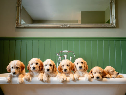 Dachshunds & Doodles-3498.jpg