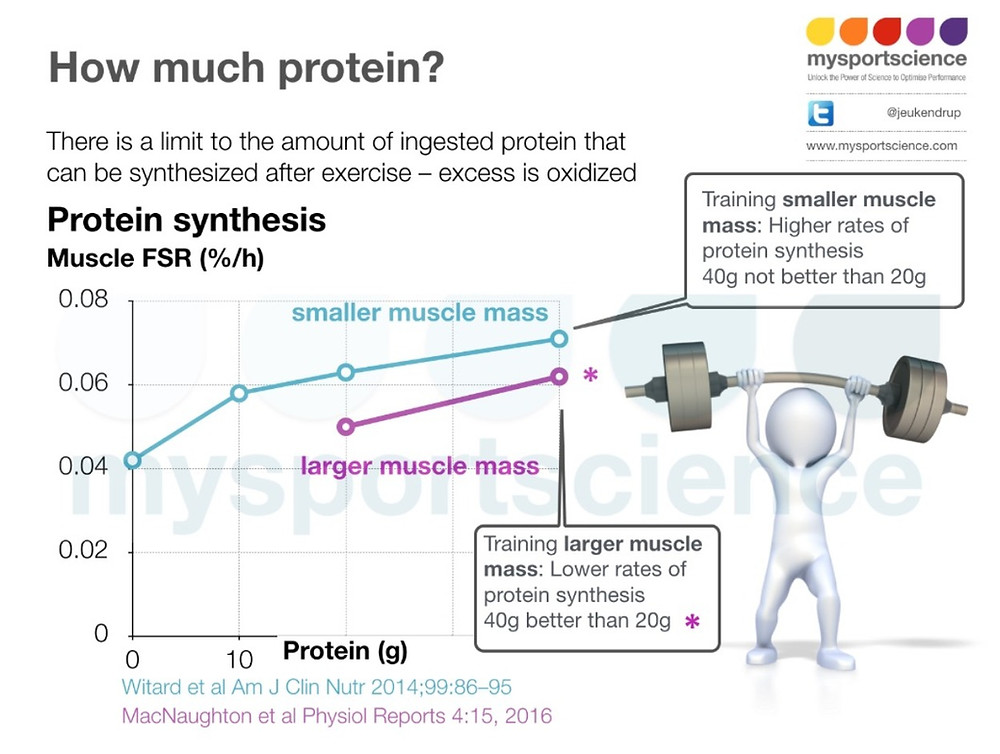 protein amount and protein synthesis