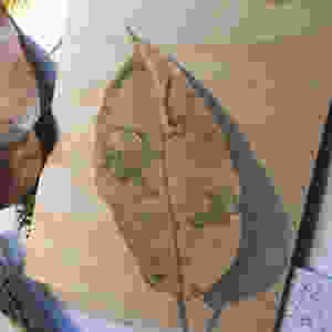 Leaf portrait by Sarah Thornton Smith donation for Army Art