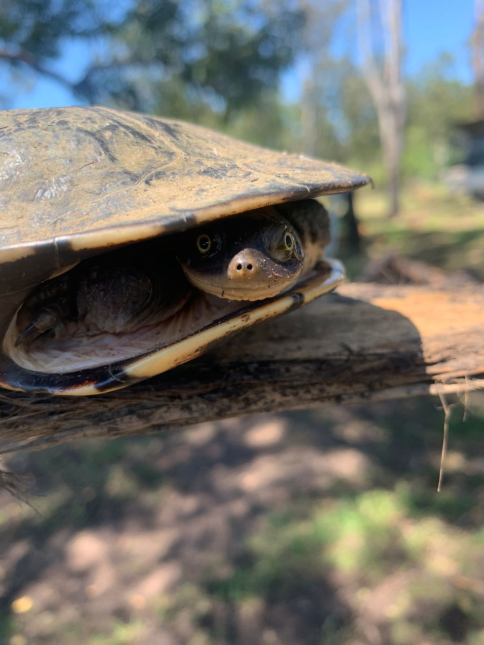 turtle 2