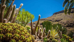 Think-Spain-Canary-GranCanaria-Cactus-628695914-pawopa3336-copy
