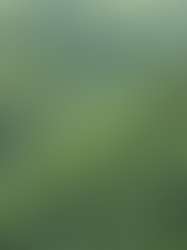 Hvordan skal vi plante fremtidens skog?🌲