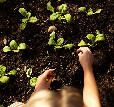 Planting av planter i jord