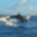 Dolphin Tour