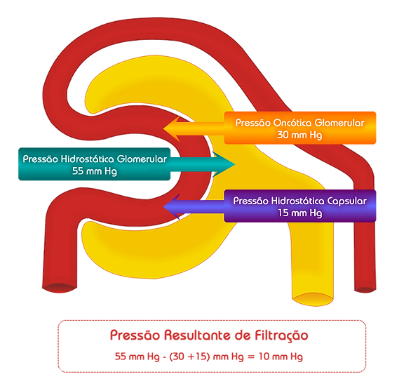 Filtração Glomerular Urinário aprendendofisiologia Filtração Glomerular Urinário aprendendofisiologia