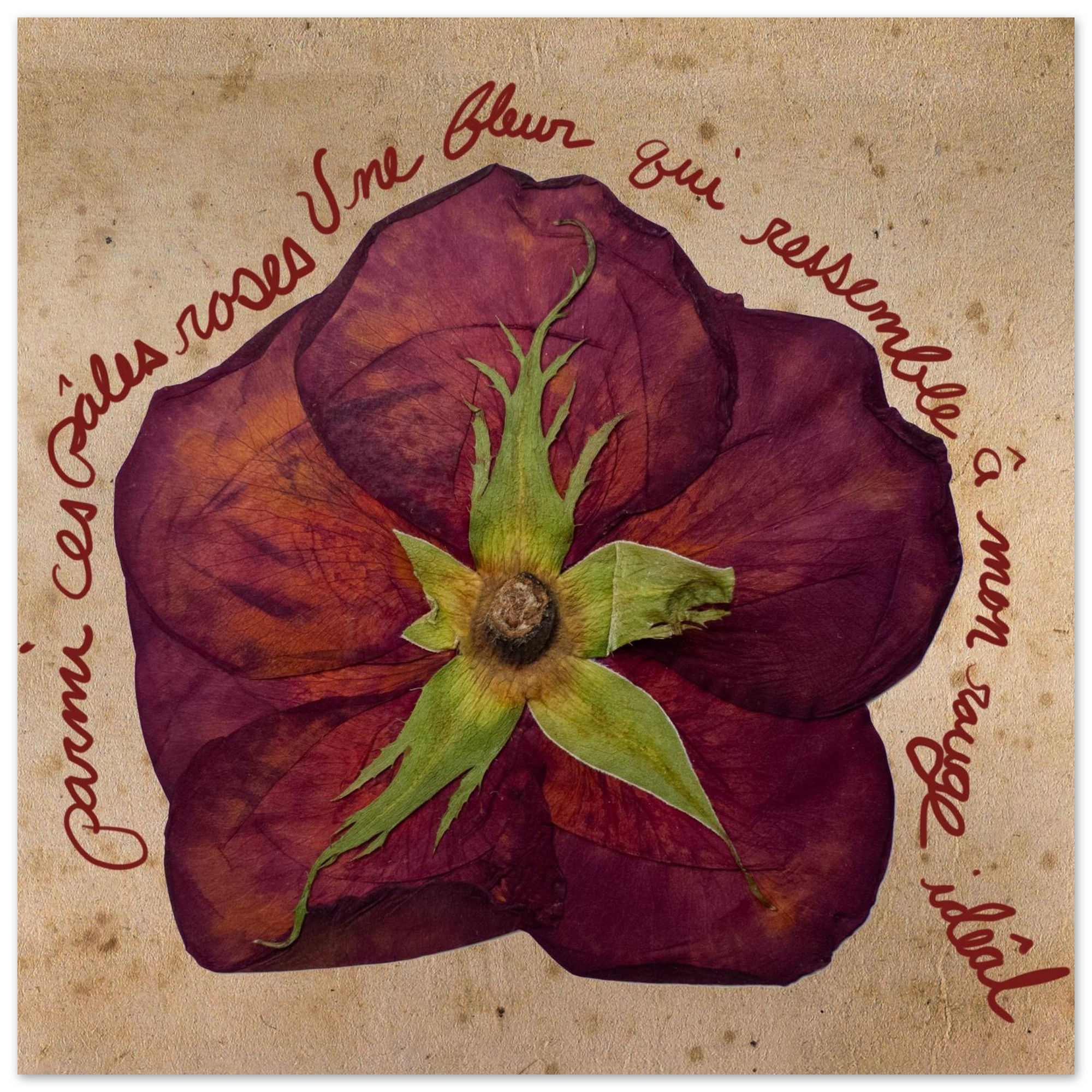 UnPaleRose 10x10 print