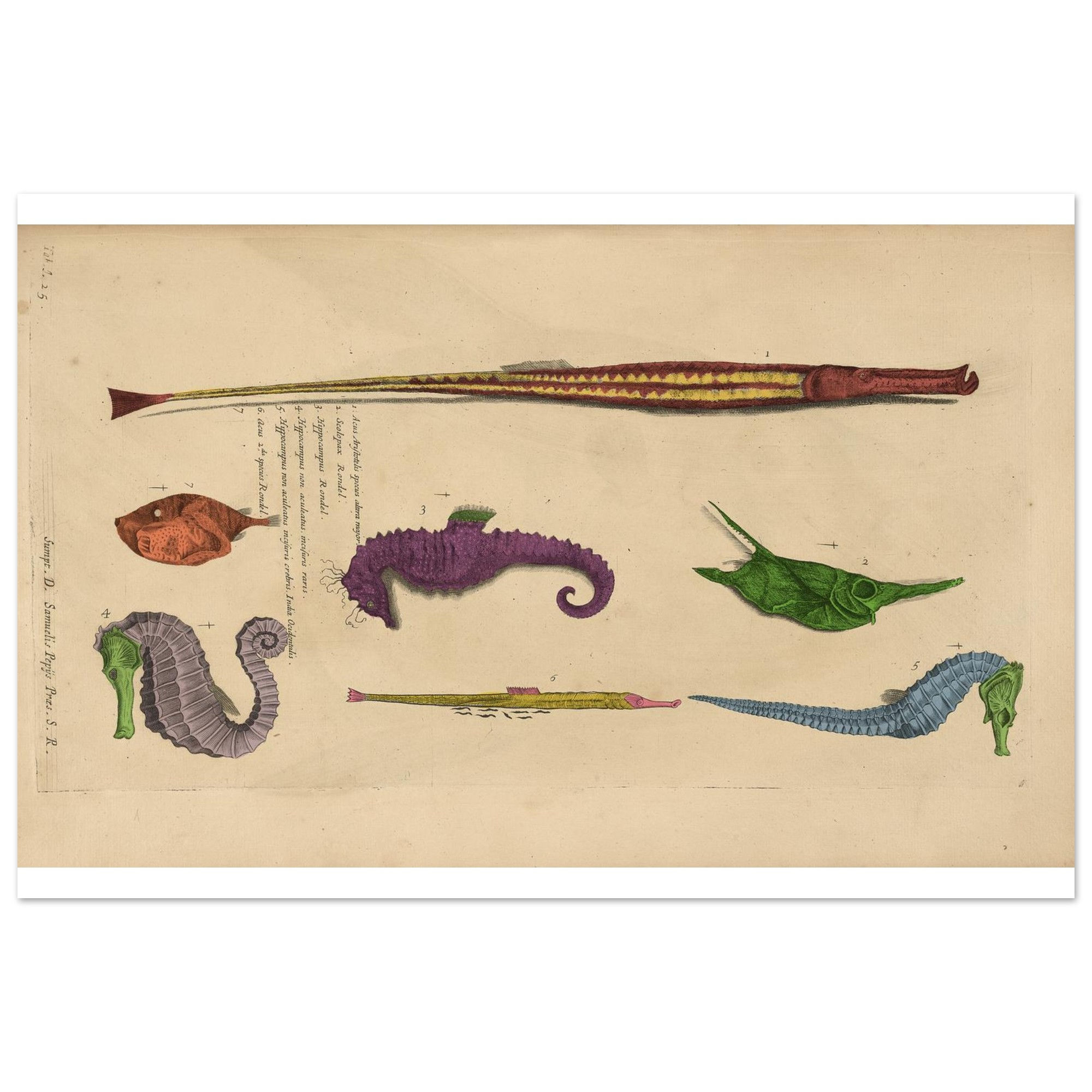 Colorful Fish