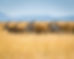 hunting-safari-in-south-africa-prices.jpg