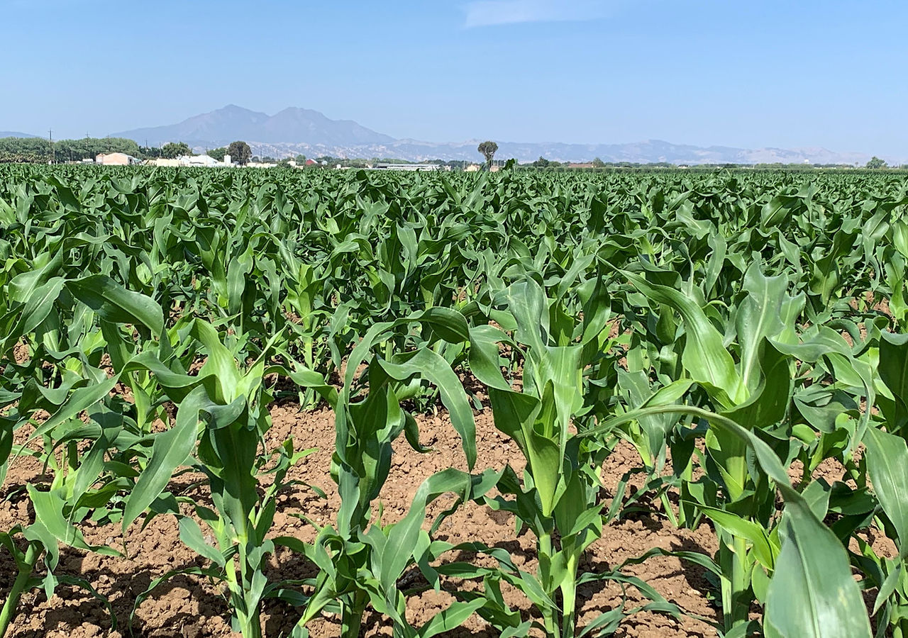 corn in brentwood.jfif