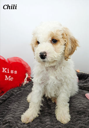 Chili-Red-Boy-9 wks.jpg