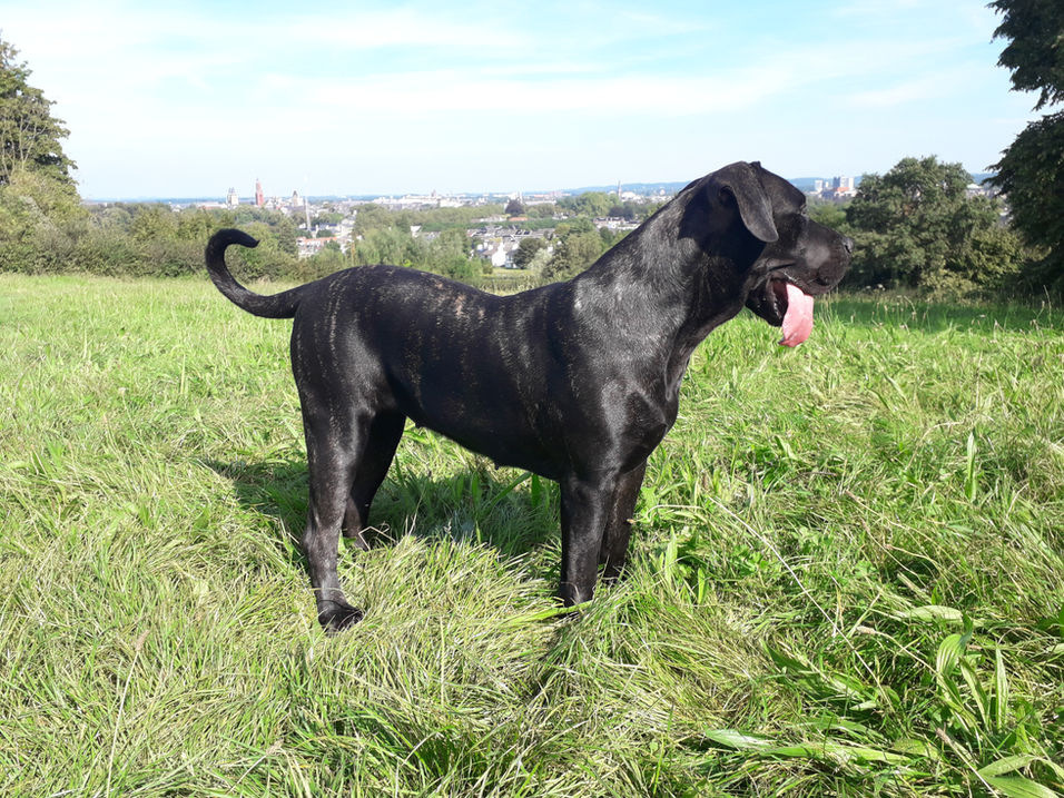 Presa Canario. Charlotte