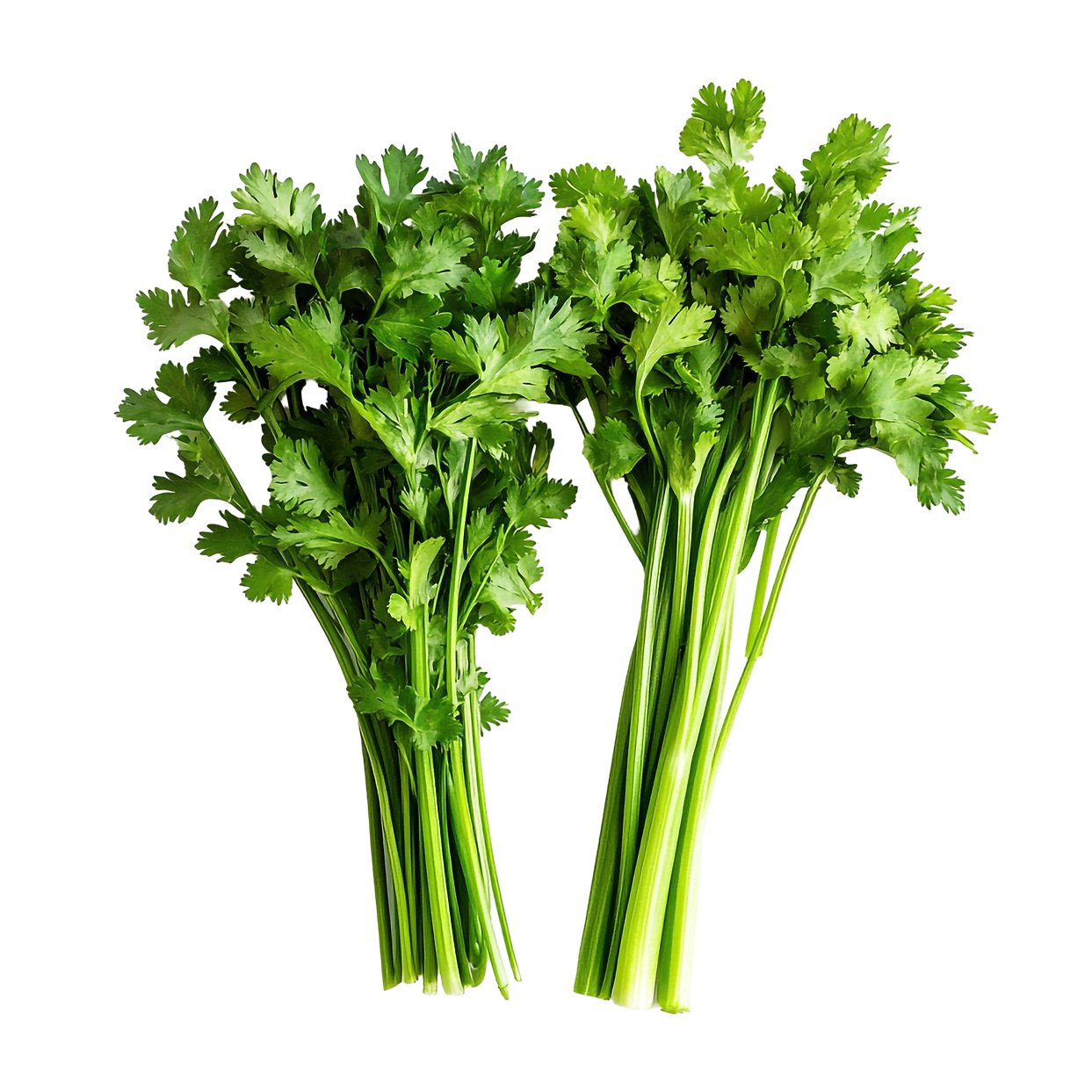 Parsley.png