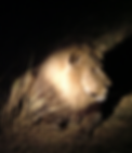 Lion_edited_edited.png