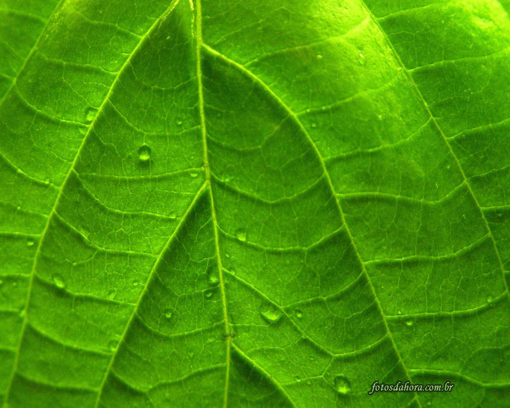 folha_verde_chuva.gif