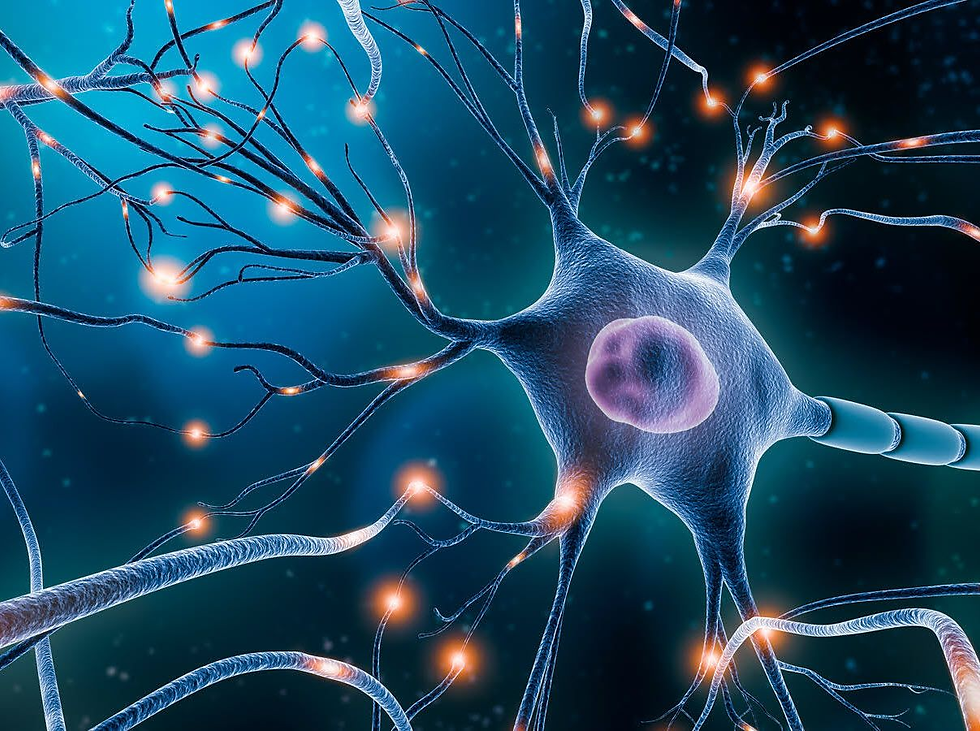 brain Neurons