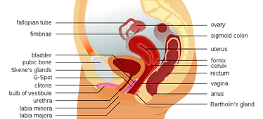 Female_anatomy_with_g-spot-en.svg+(wikipoedia)-1920w (1).png