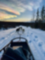 husky sledding