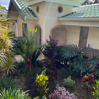 Exotic plants