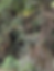 Motmot bird