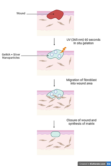 8. Wound Healing.png