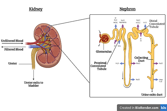 Diagram 2 Kidney + Nephron.png