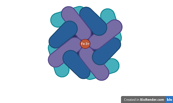 1. Structure of Ferritin (1).png