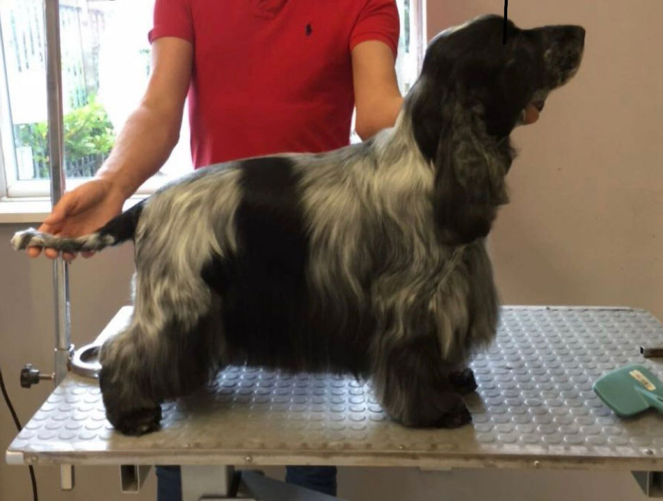 show cocker after breed specific groom