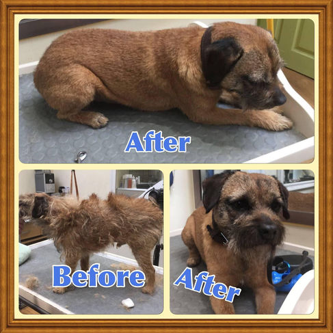 collage showing before and after of a dog that has been hand stripped