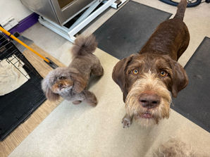 two dogs looking at camera after grooming