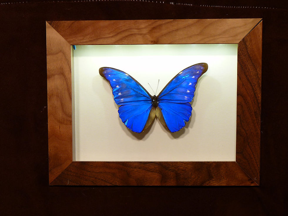 Thumbnail: Framed blue butterfly on display in a wooden frame with white background