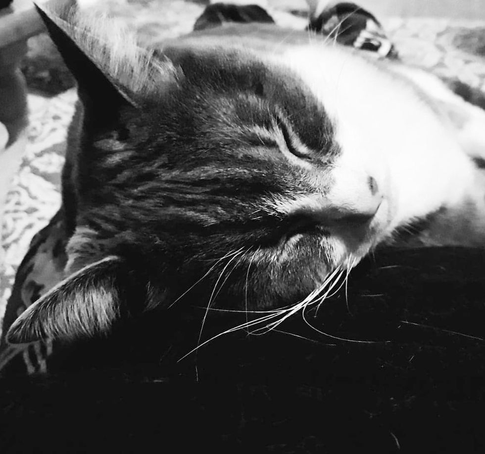 Chaton