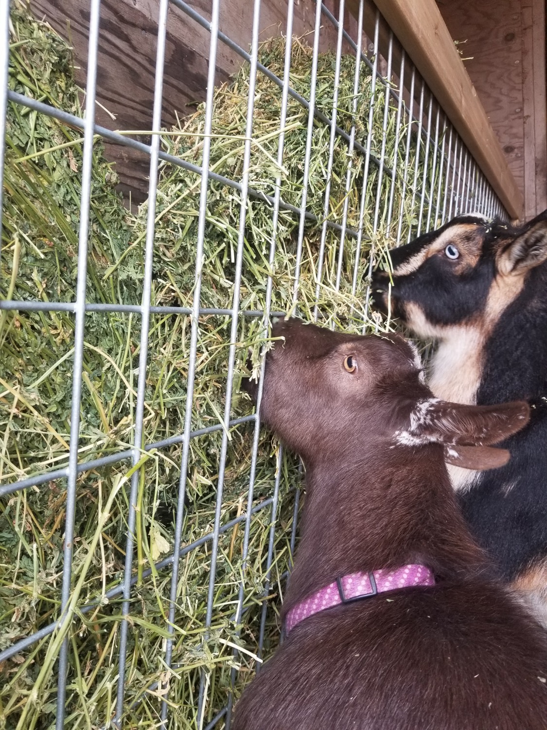 Goat Hay Feeder