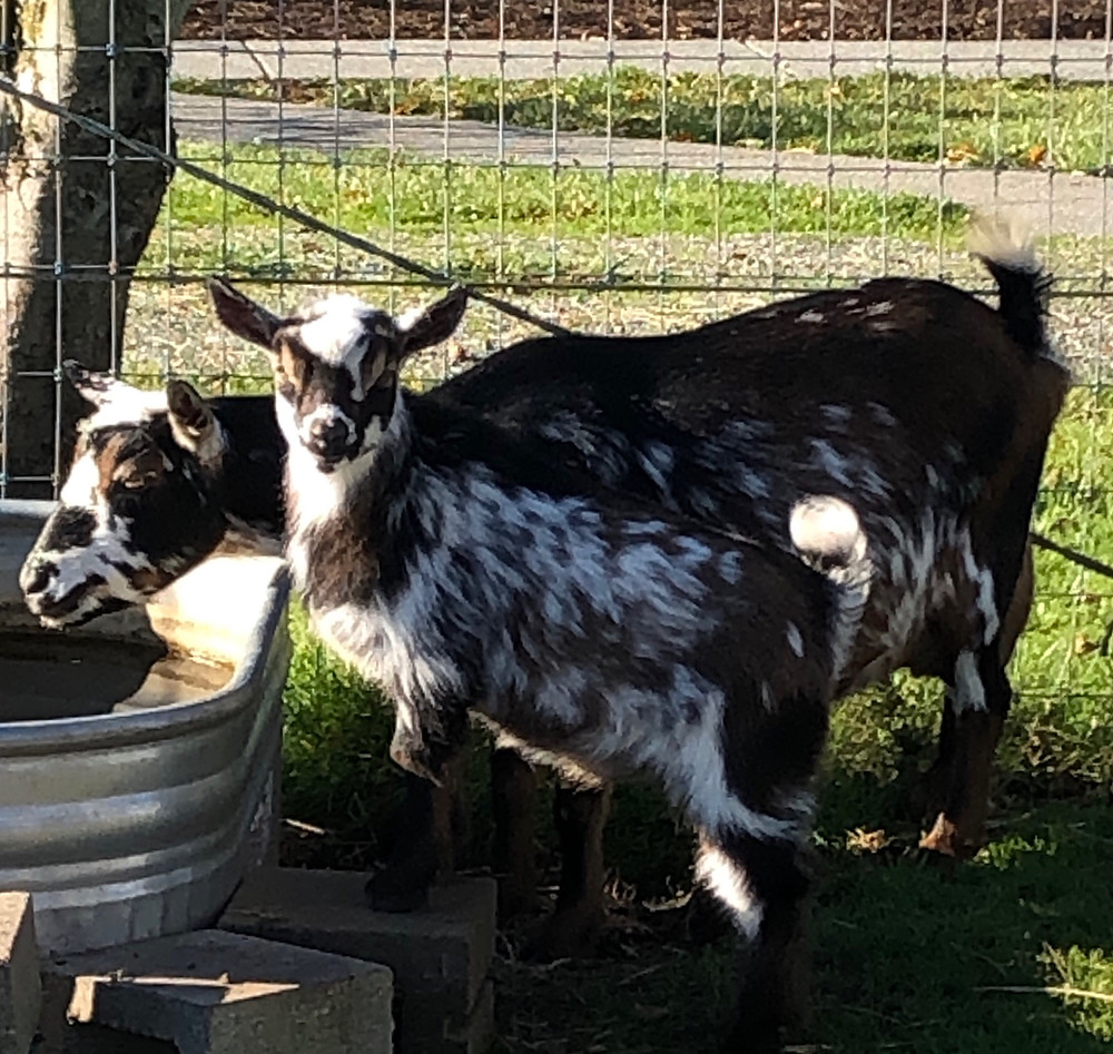 Carnation & her son Jasper