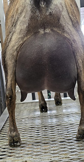 Puyallup Spring Fair 2026 Ocean Bluff Farm BT Panic Attack Udder 3F 3YO.jpeg