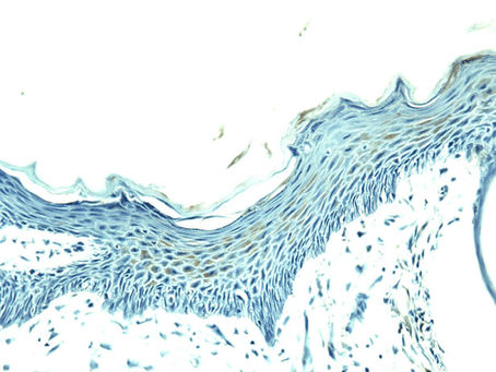Histology Staining and Analysis