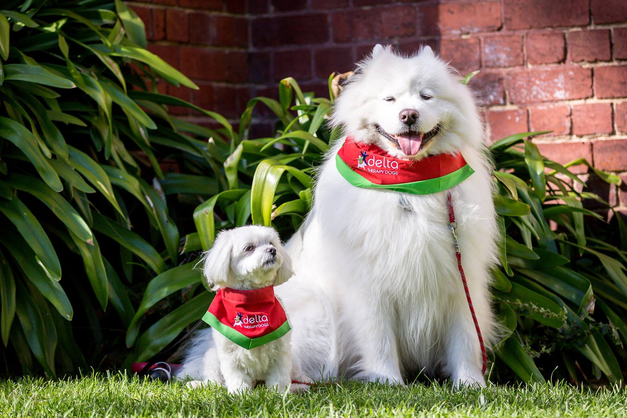 Therapy dogs
