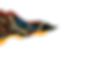 Untitled design_edited.png