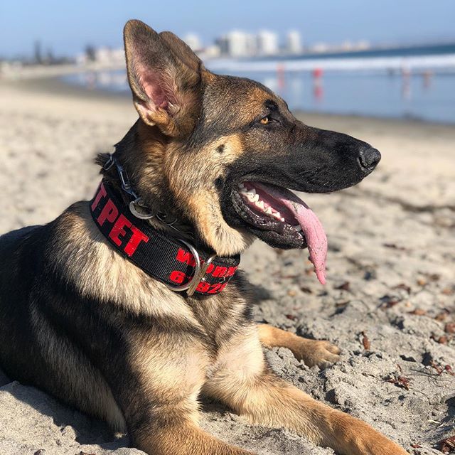 custom military dog collars